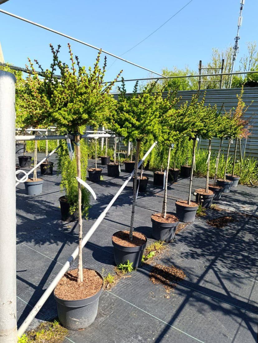 Лиственница японская Грей Перл