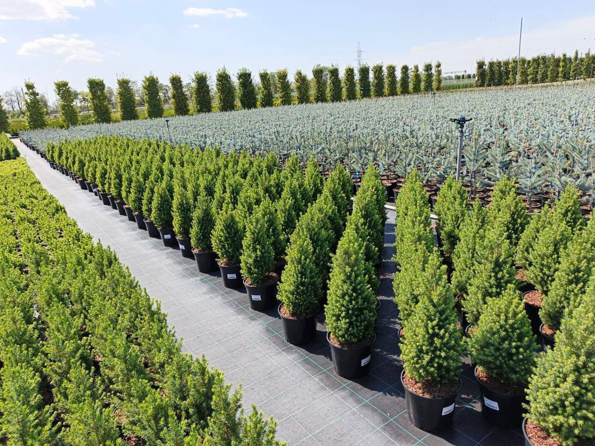 Ель канадская Перфекта - изображение 1