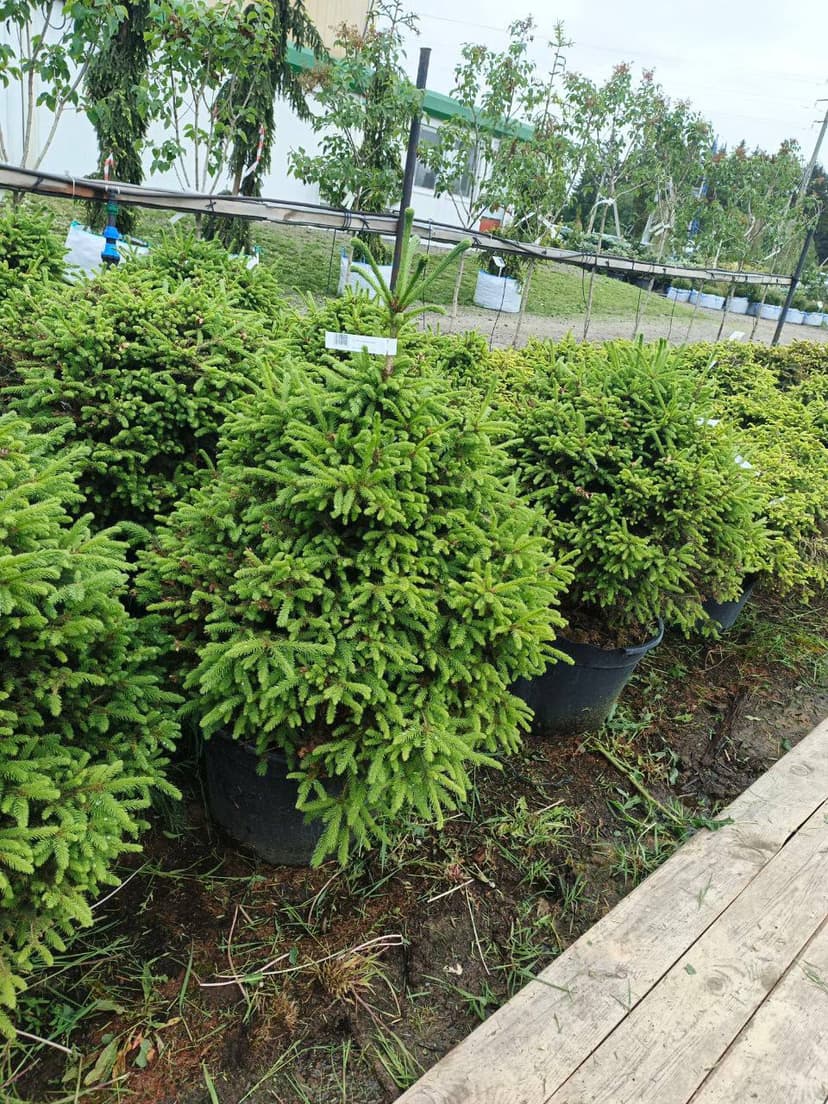 Ель обыкновенная Барри