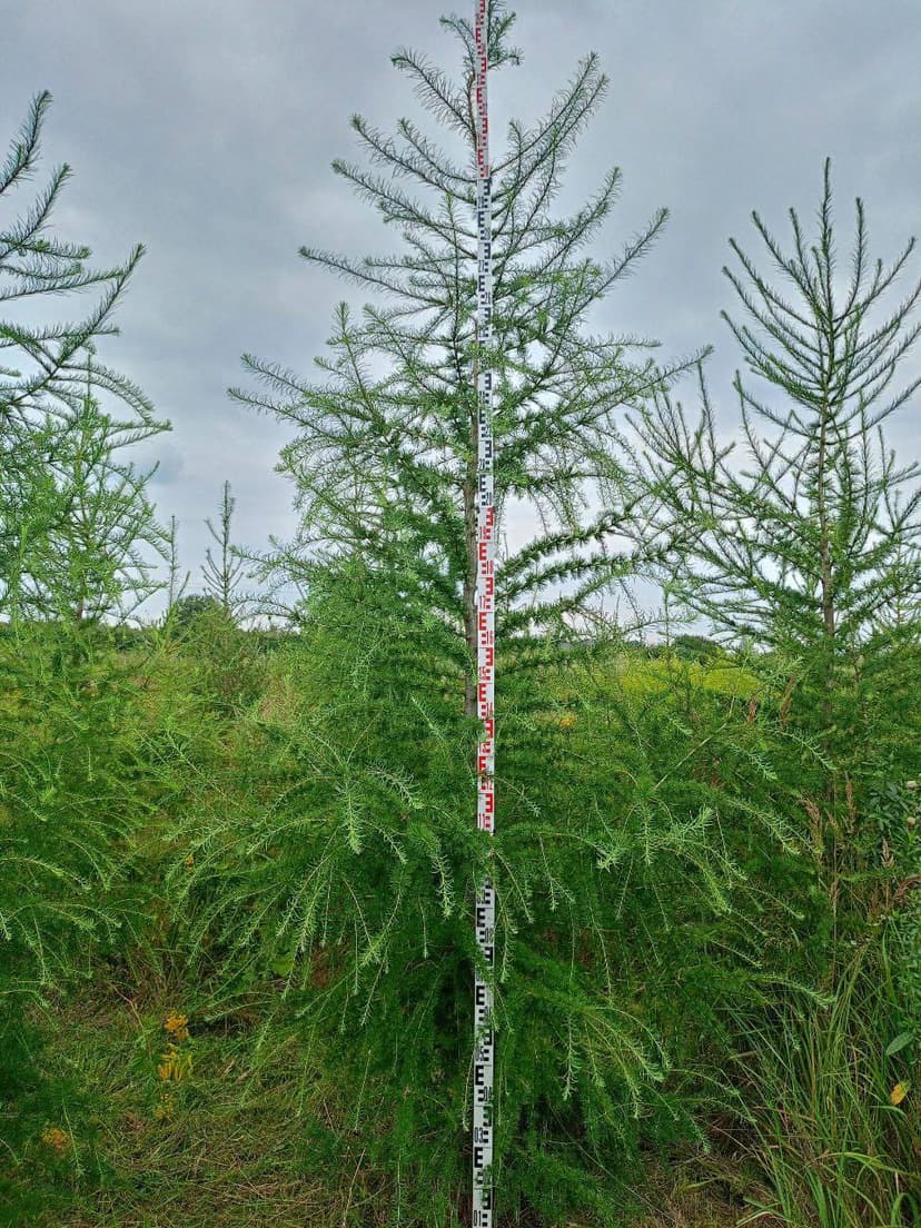 Лиственница европейская