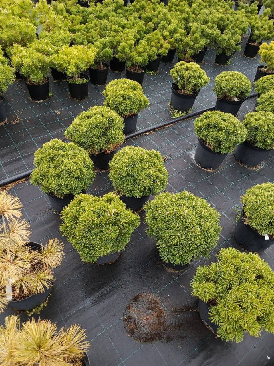 Сосна горная Бенжамин - изображение 1