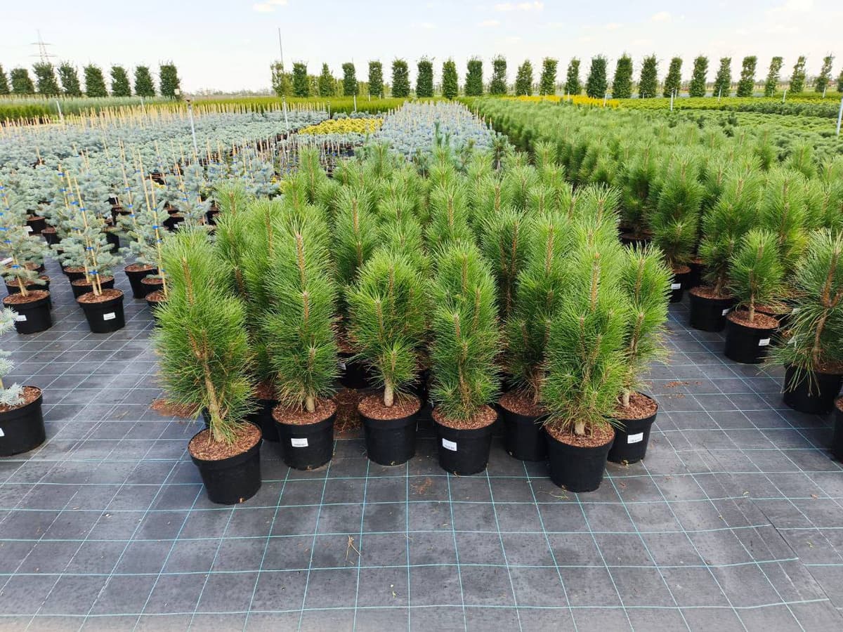 Сосна черная Фастигиата - изображение 1