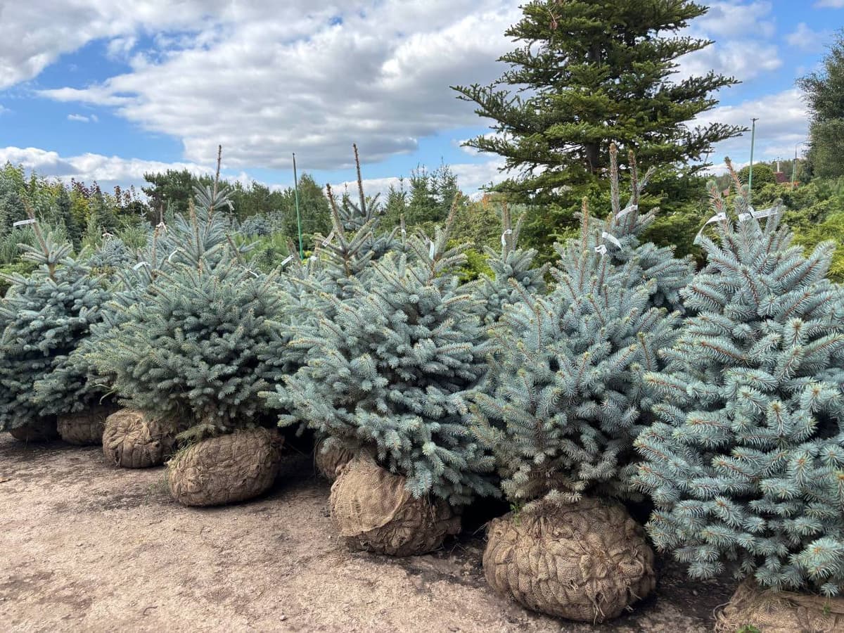 Ель колючая Супер Блю Сидлинг - изображение 1