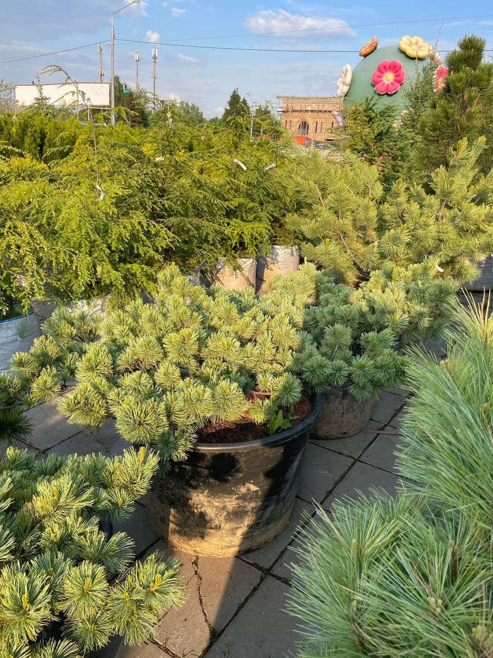 Сосна кедровая стланниковая вохла - изображение 1