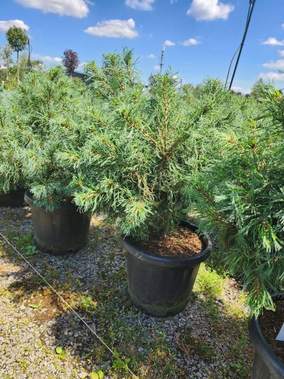 Сосна веймутова Виглес - изображение 1