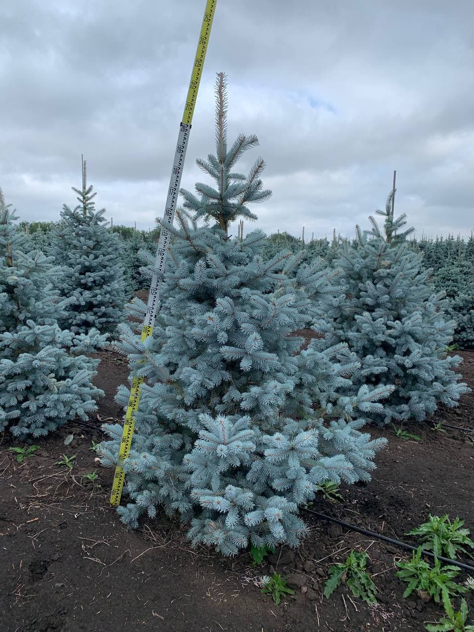 Ель колючая Хупси - изображение 1