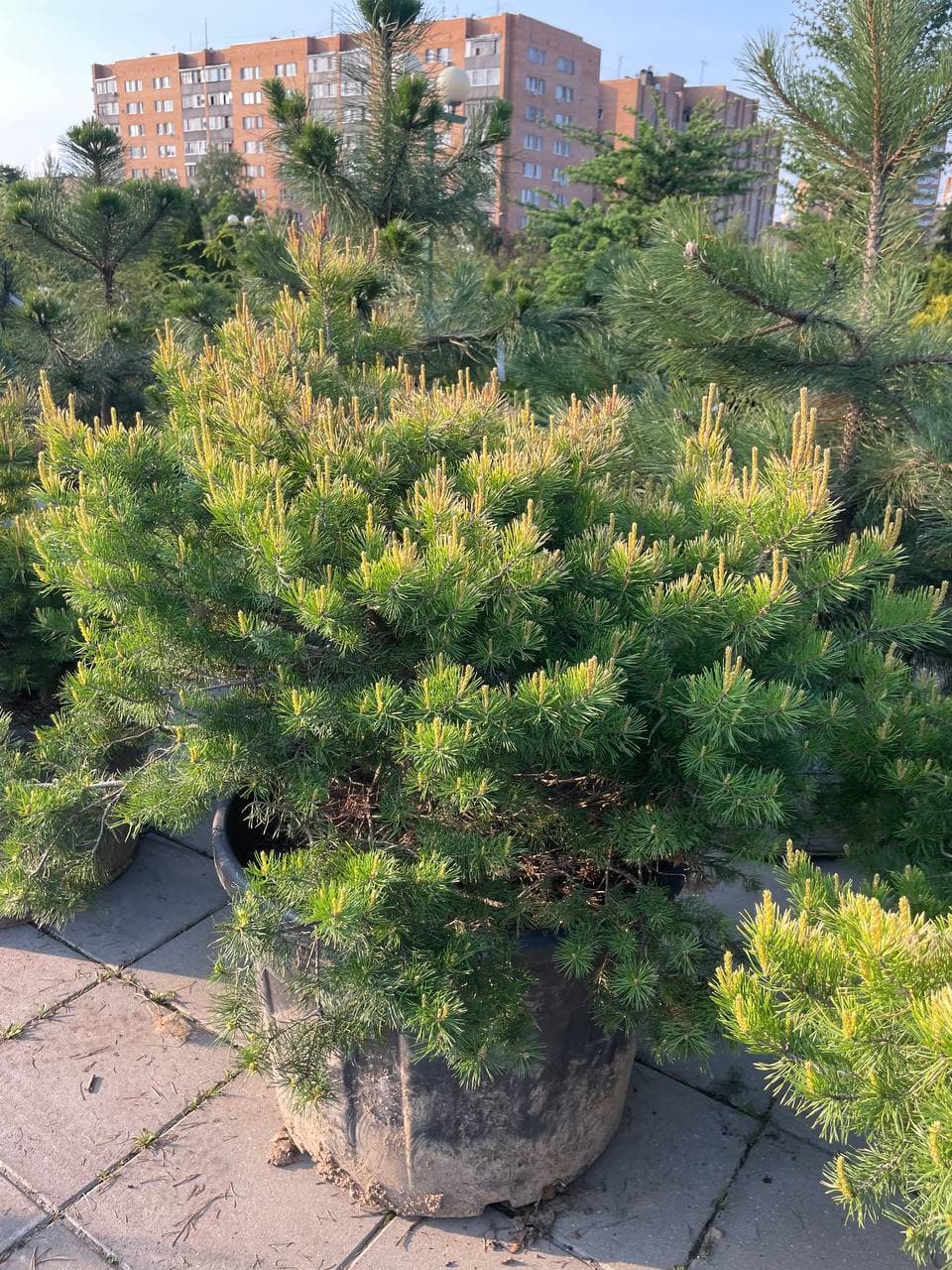 Сосна обыкновенная троллголд - изображение 1