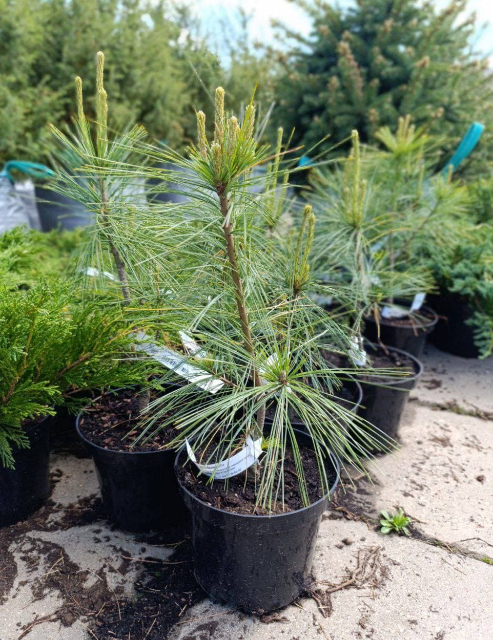 Сосна веймутова Денса Хилл - изображение 1