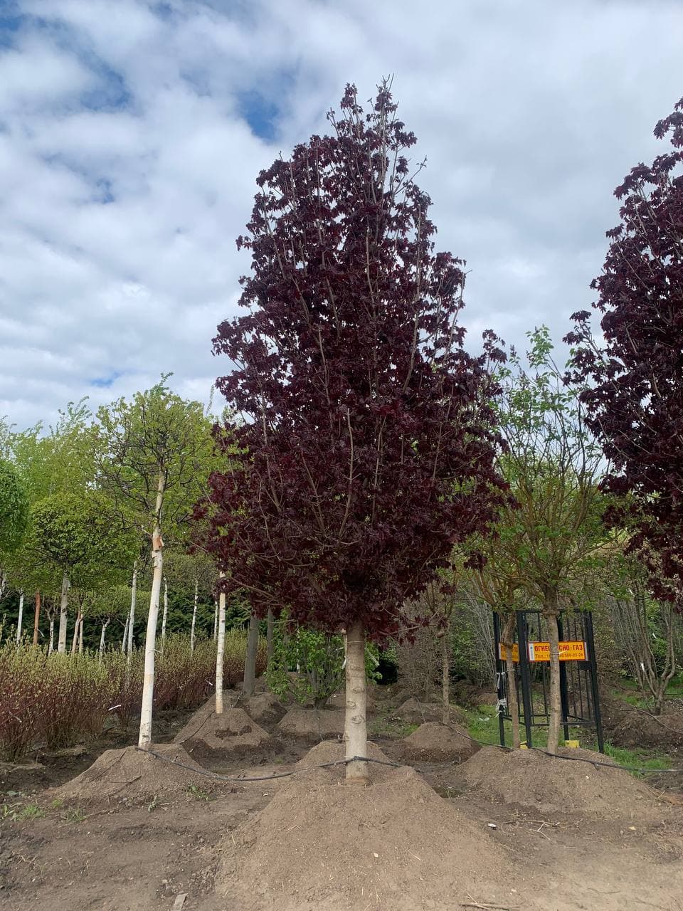 Клен остролистный Кримсон Сентри - изображение 1