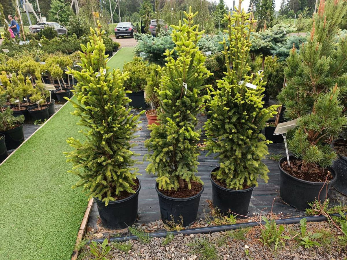 Ель обыкновенная Купрессина - изображение 1