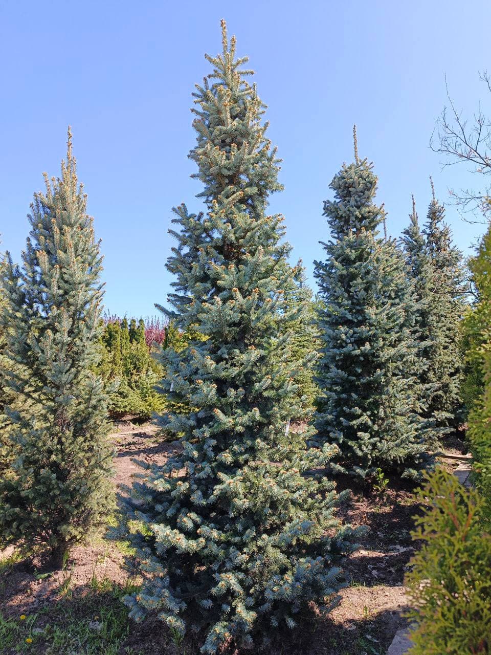 Ель колючая Шовенхорст - изображение 1