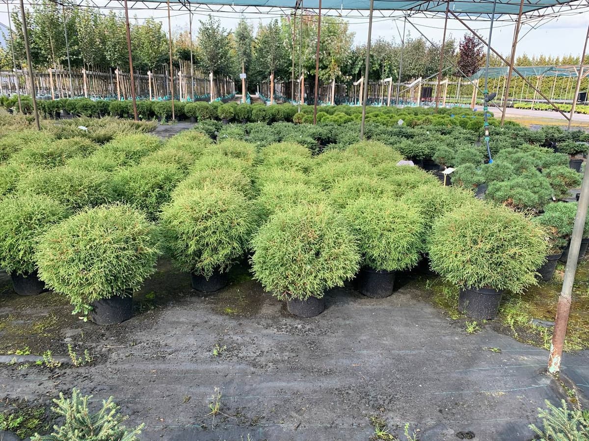 Туя западная Мистер Боулинг Болл - изображение 1