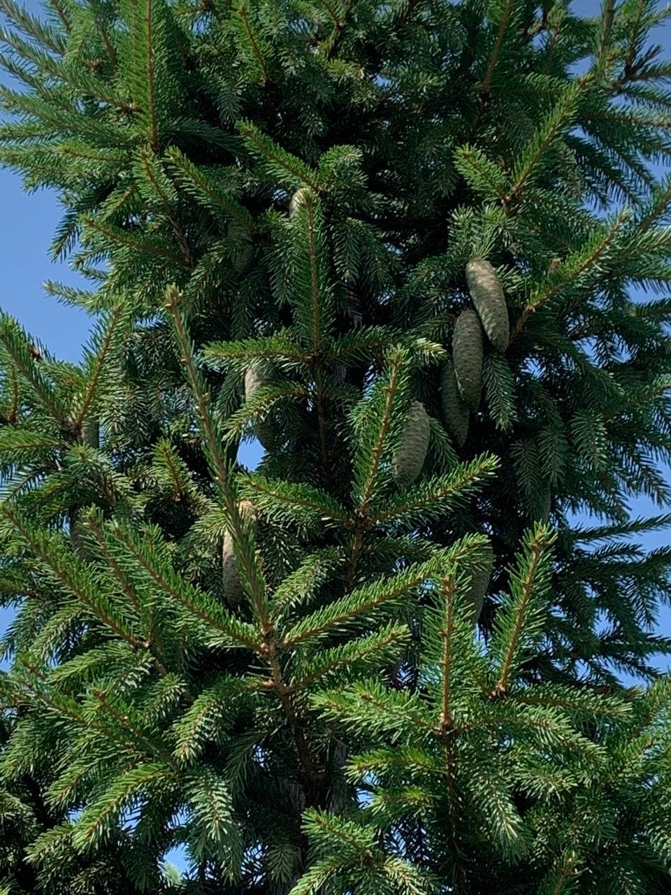 Ель обыкновенная формированная - изображение 1