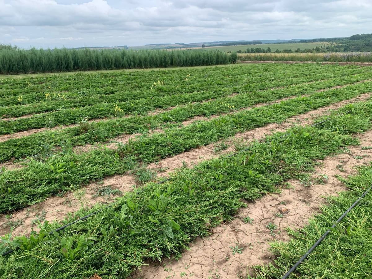 Можжевельник горизонтальный Принц Уэльский - изображение 1