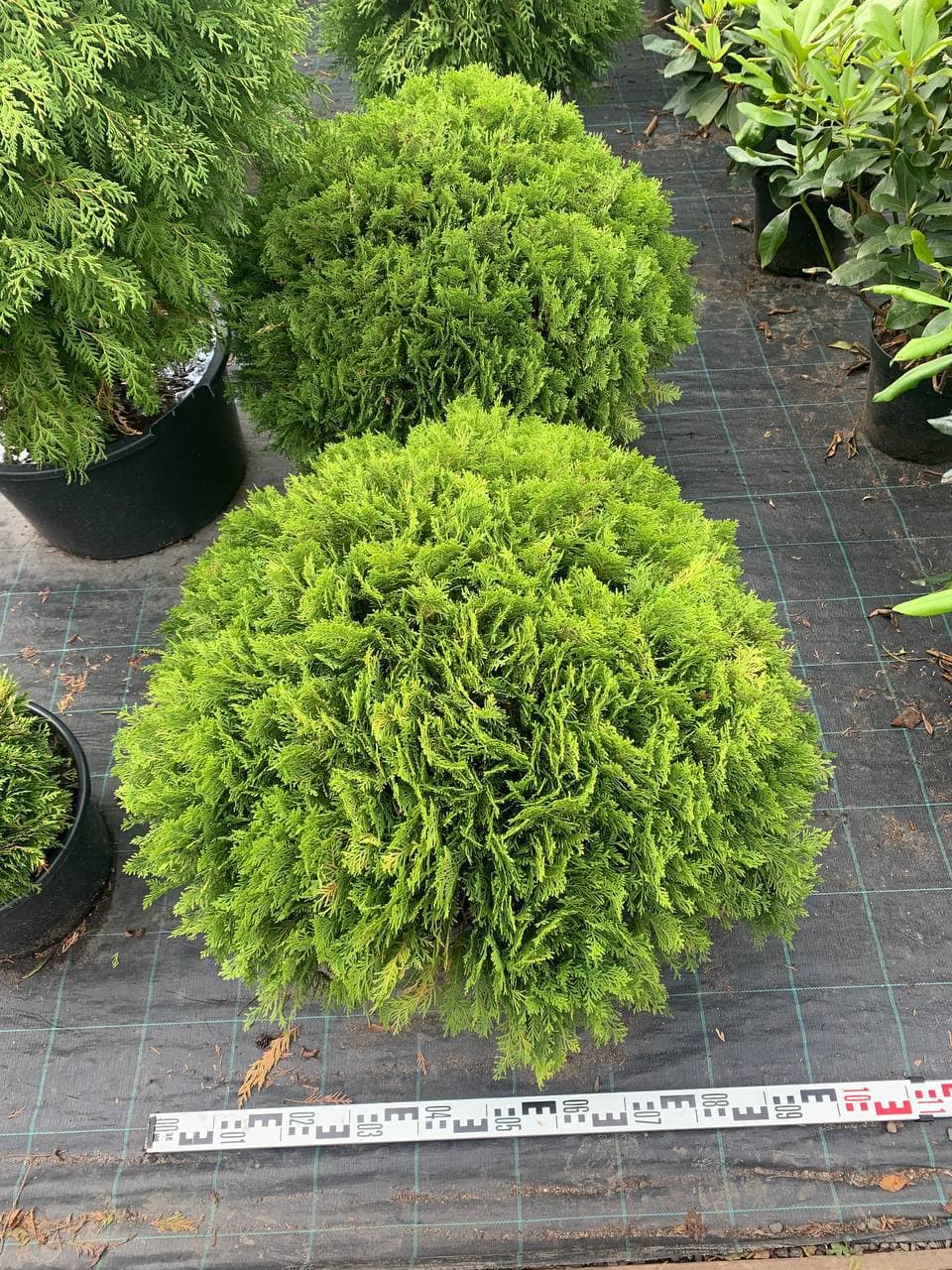Туя западная Даника - изображение 1