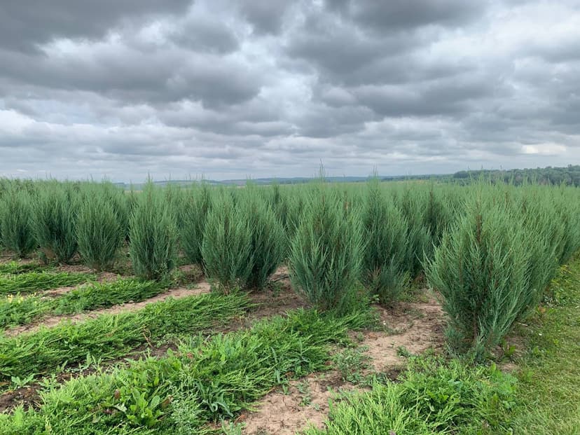 Можжевельник скальный Скайрокет