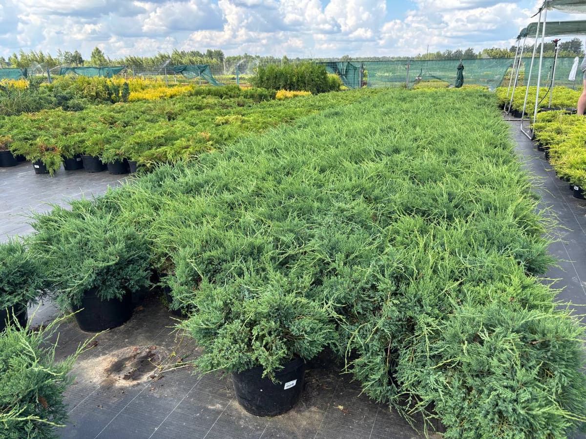 Можжевельник виргинский Грей Оул - изображение 1