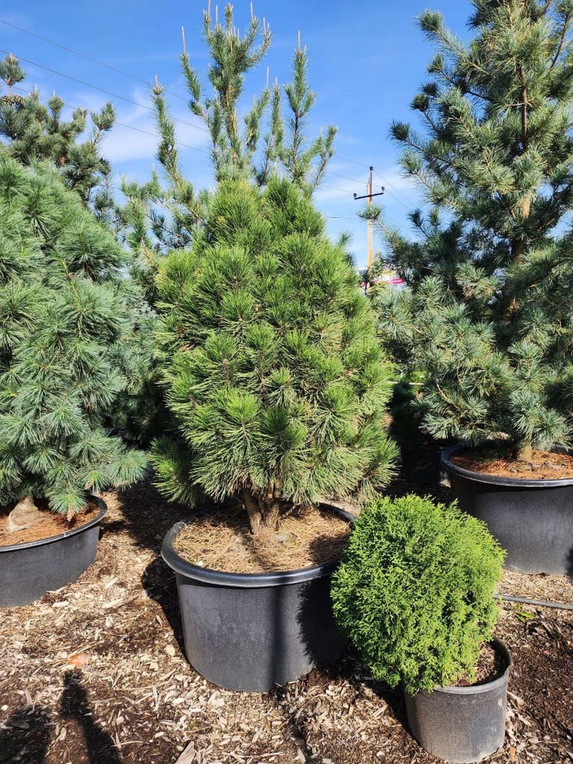 Сосна белокорая Малинки