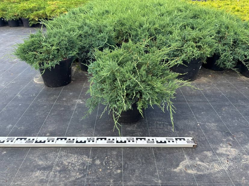 Можжевельник виргинский Грей Оул