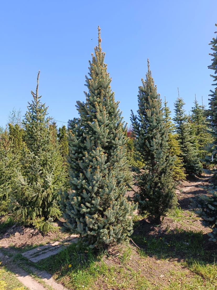 Ель колючая Изели Фастигиата