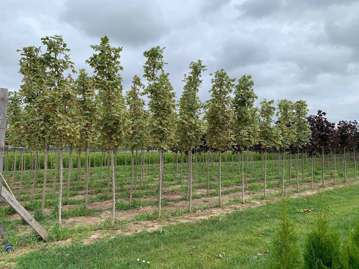 Клен остролистный Друммонди - изображение 1