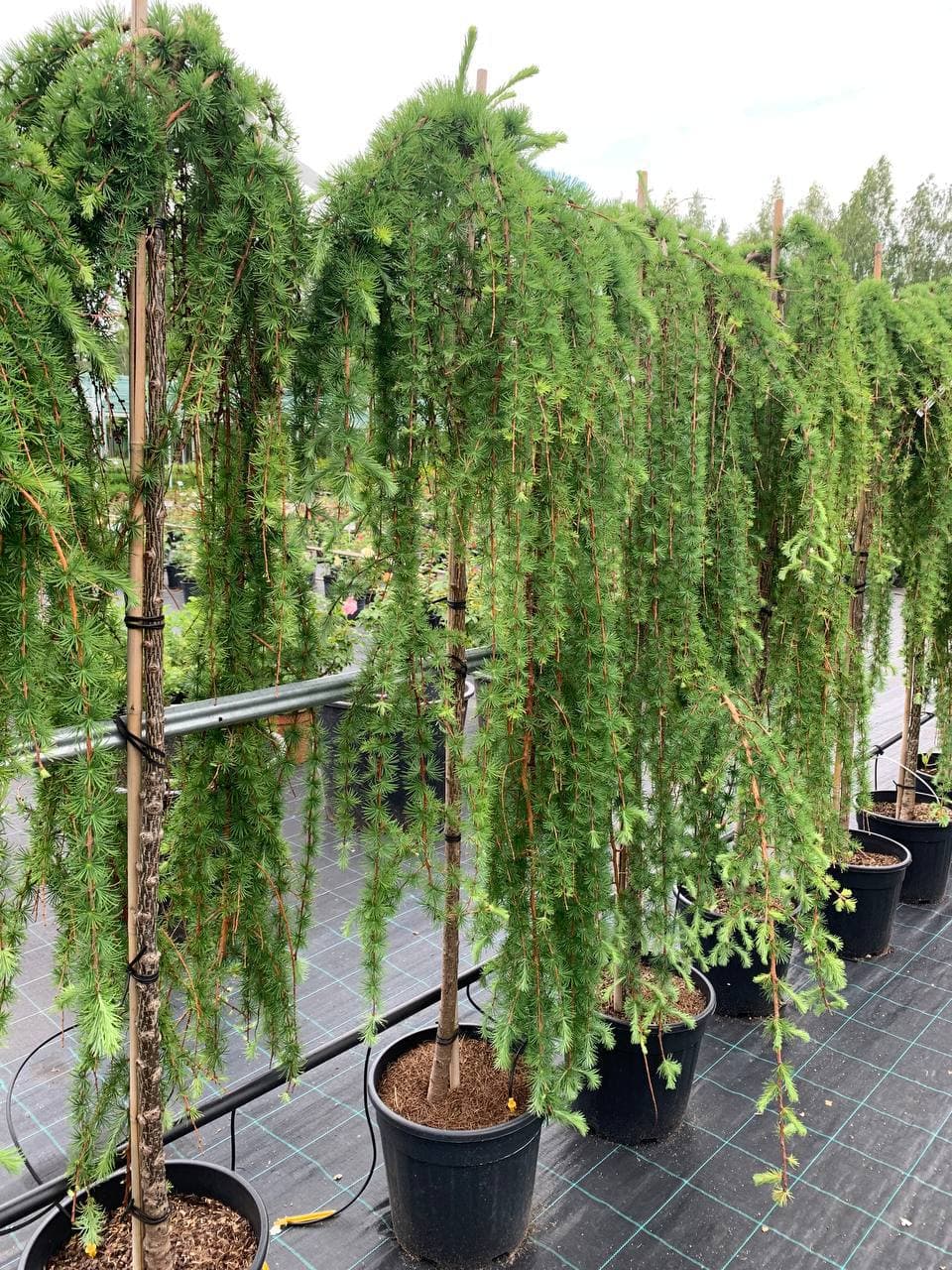 Лиственница японская Стифф  Випер - изображение 1