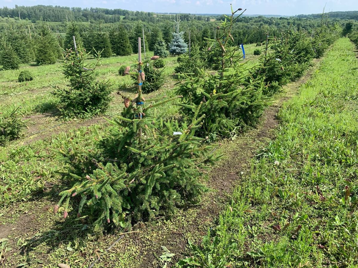 Ель обыкновенная Акрокона - изображение 1