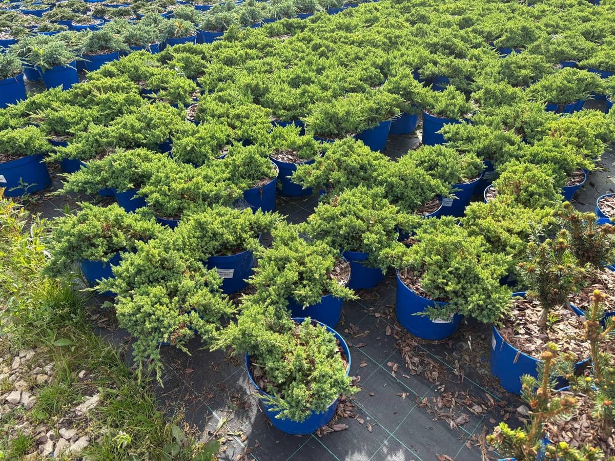 Можжевельник лежачий Нана - изображение 1