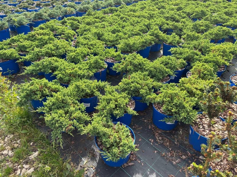 Можжевельник лежачий Нана