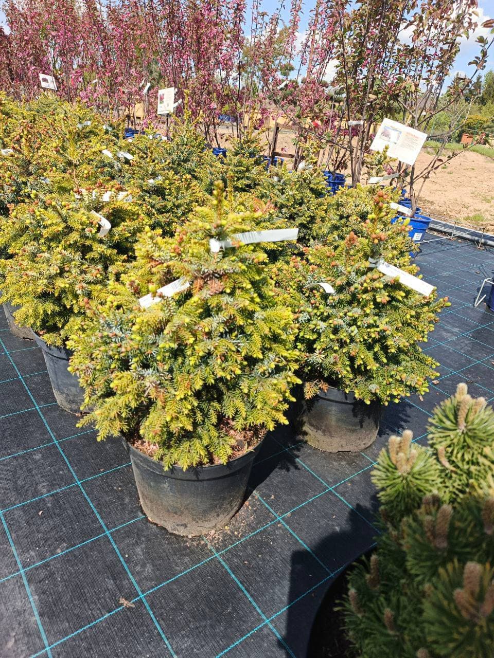 Сосна горная Нана - изображение 1