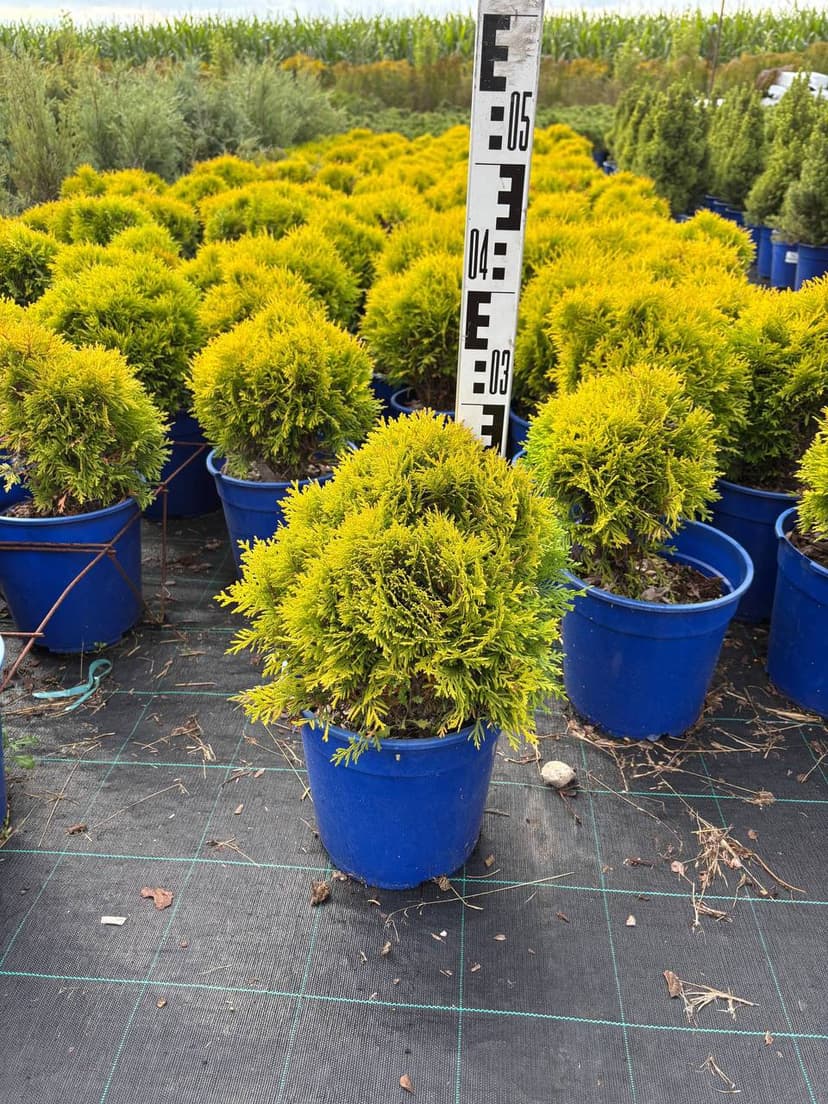 Туя западная Даника Ауреа