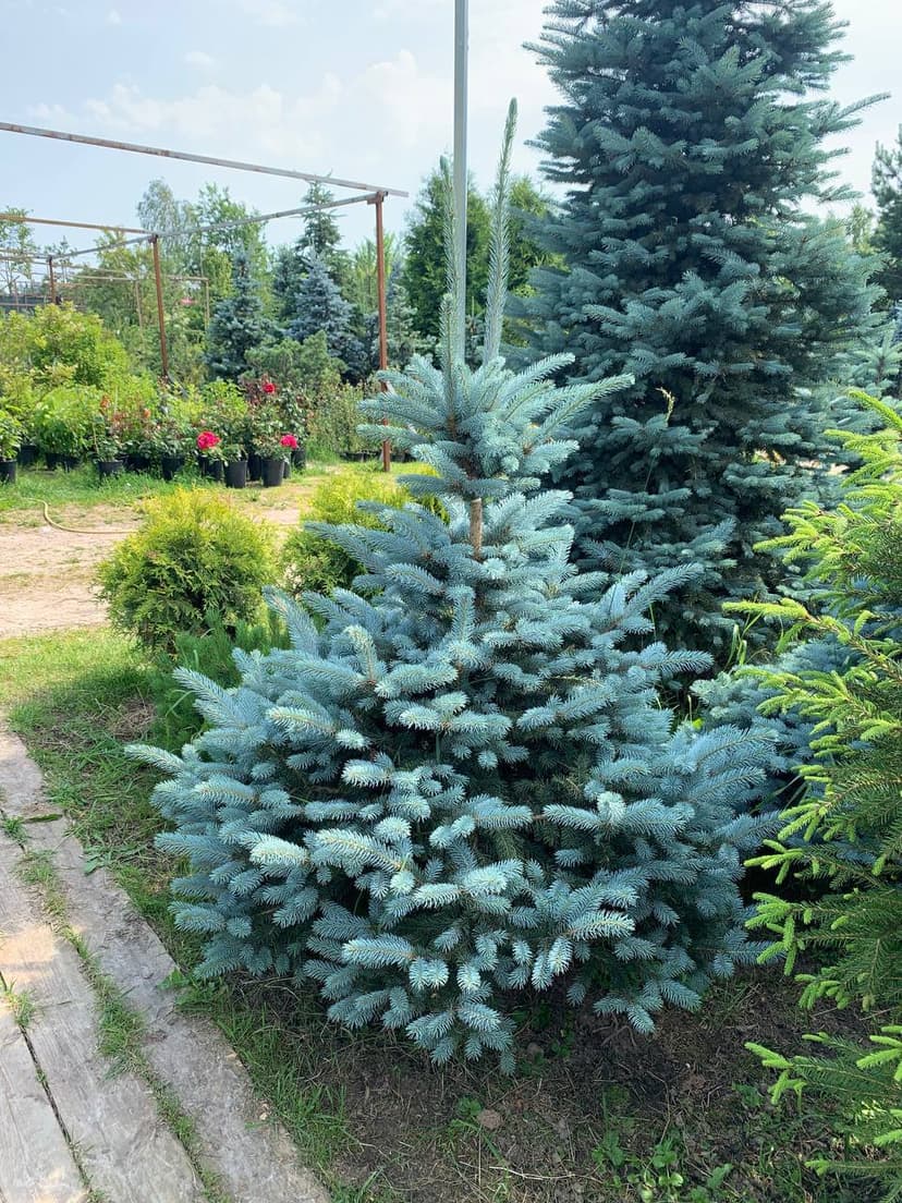 Ель колючая Беби Блю