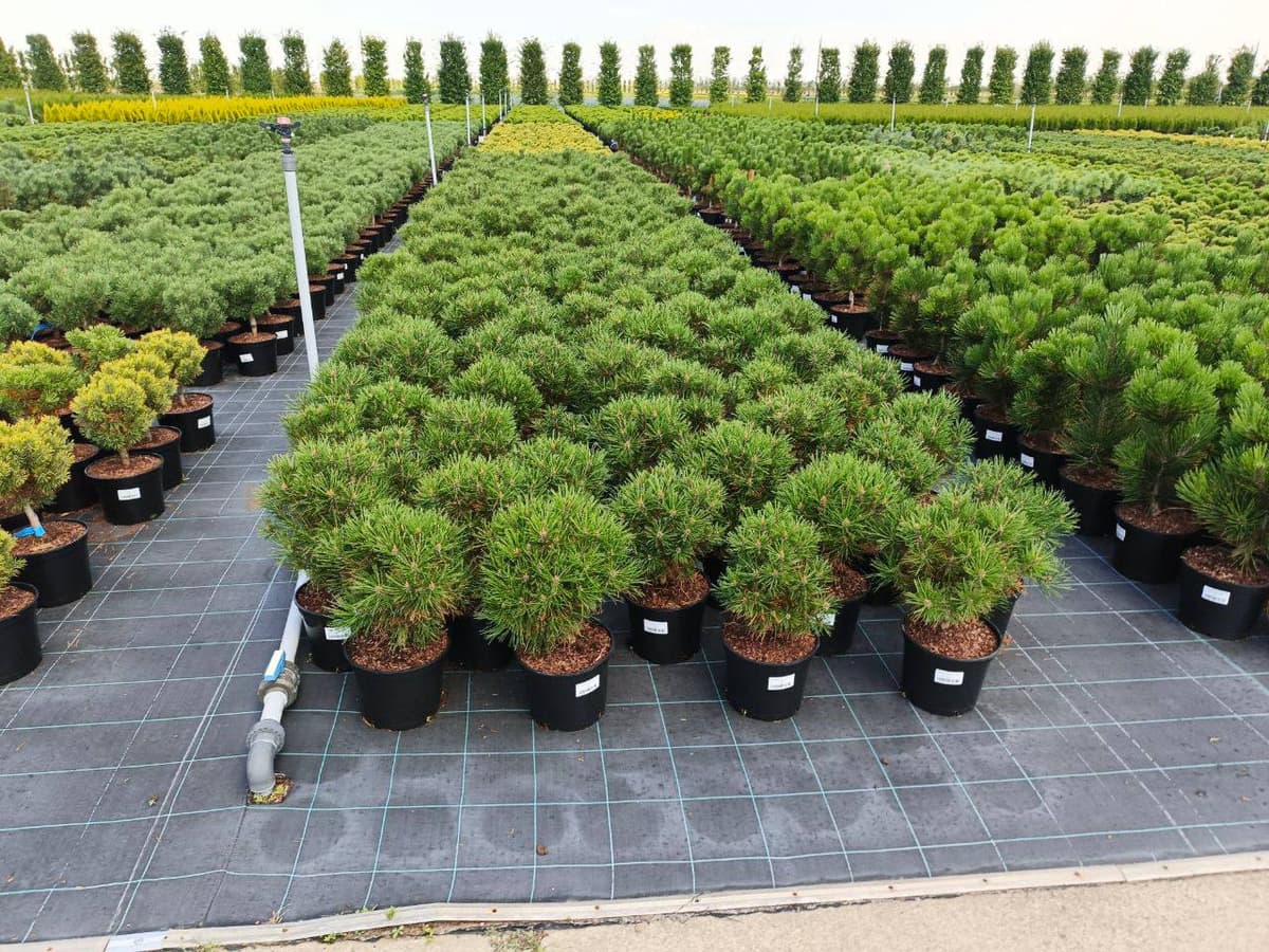 Сосна горная Хессе - изображение 1