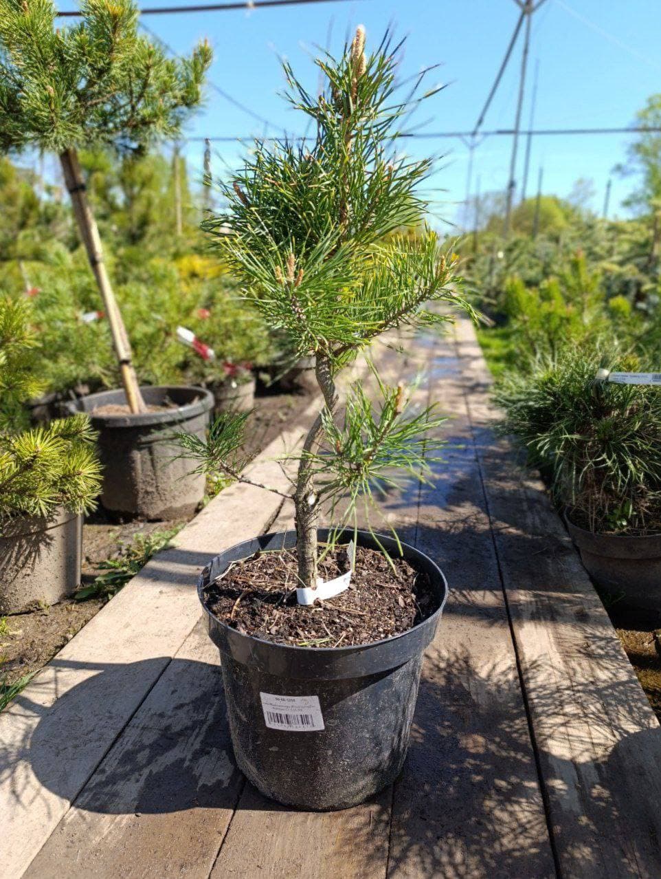 Сосна обыкновенная Биалогон - изображение 1