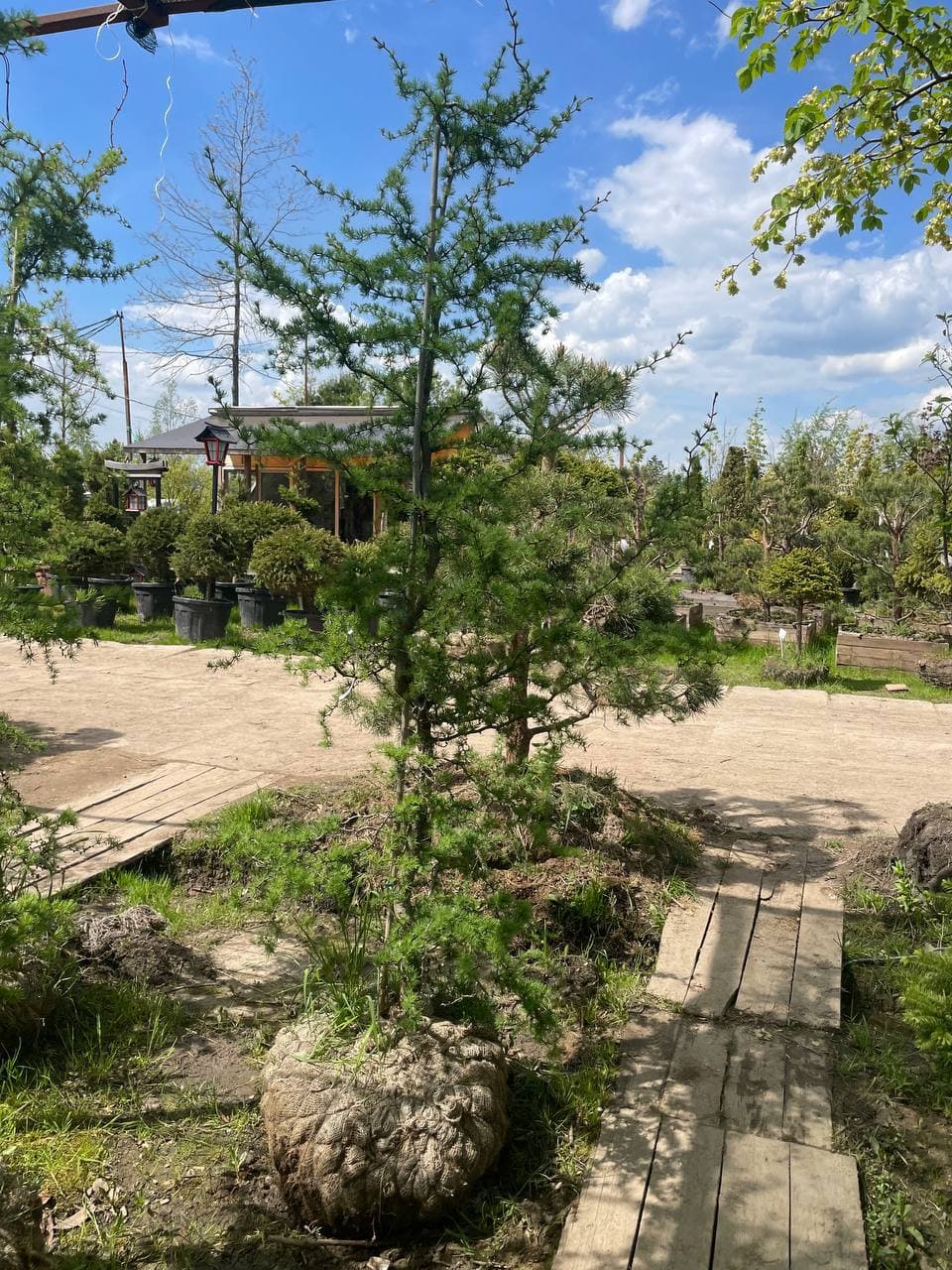 Лиственница Кемпфера Диана - изображение 1