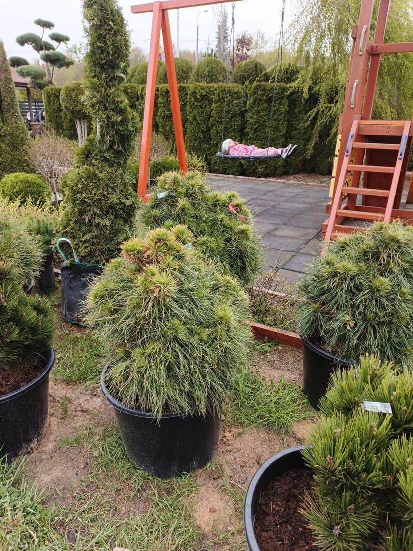 Сосна обыкновенная Ксавери