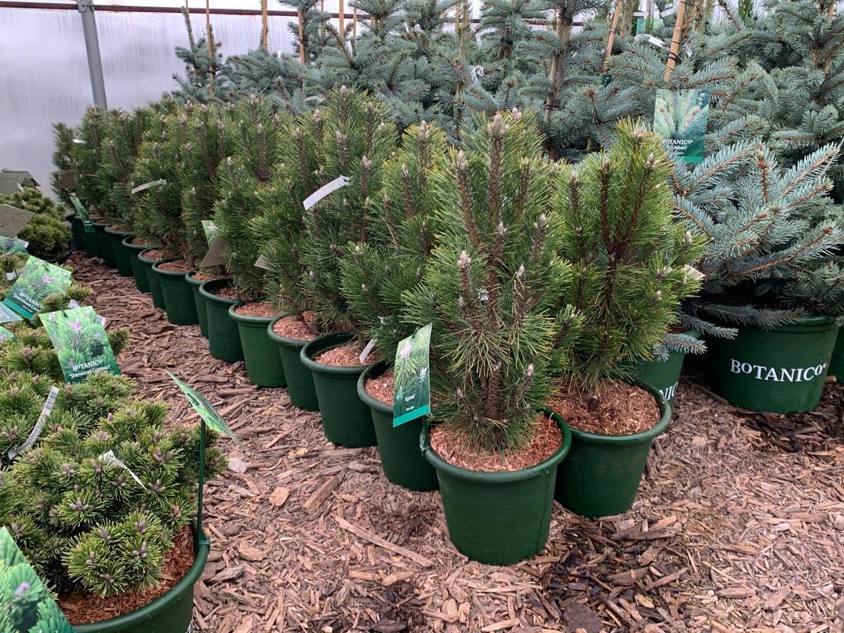 Сосна черная Комет - изображение 1