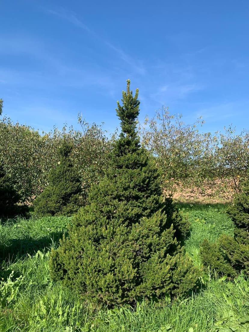 Ель обыкновенная Вилсцверг
