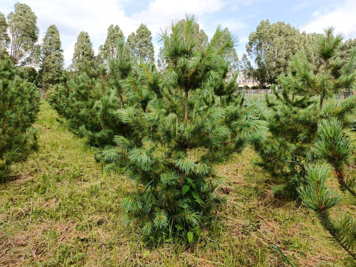 Кедр сибирский - изображение 1