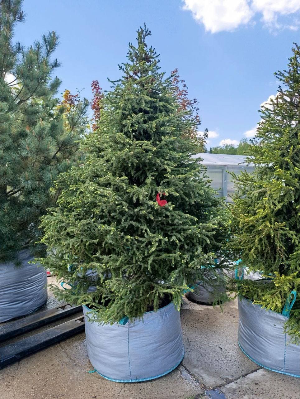 Ель черная - изображение 1