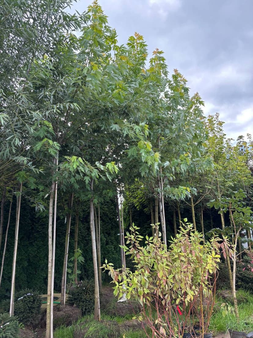 Клен серебристый