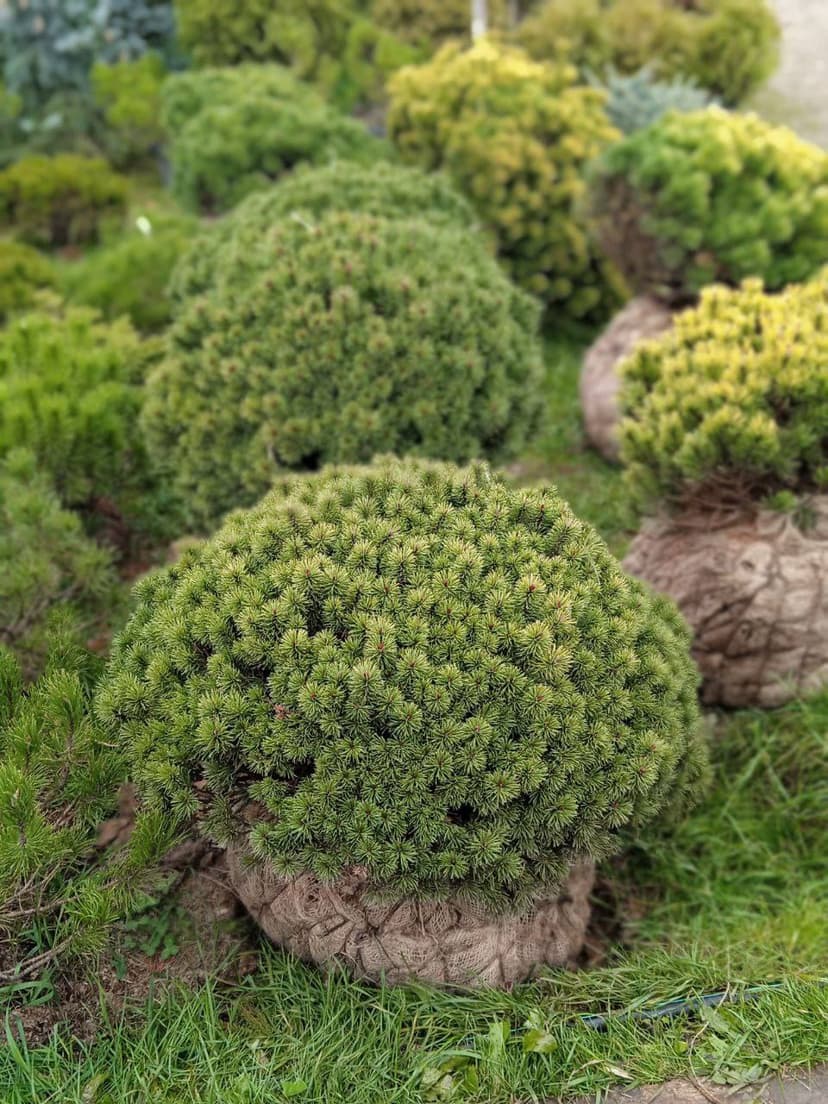 Сосна горная божий дар