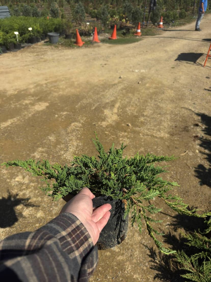 Можжевельник горизонтальный Принц Уэльский