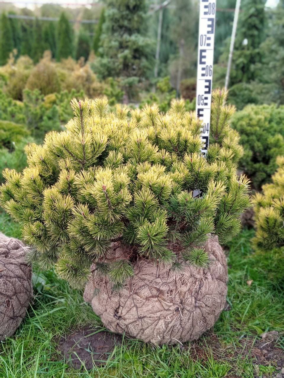 Сосна горная Винтер Голд - изображение 1