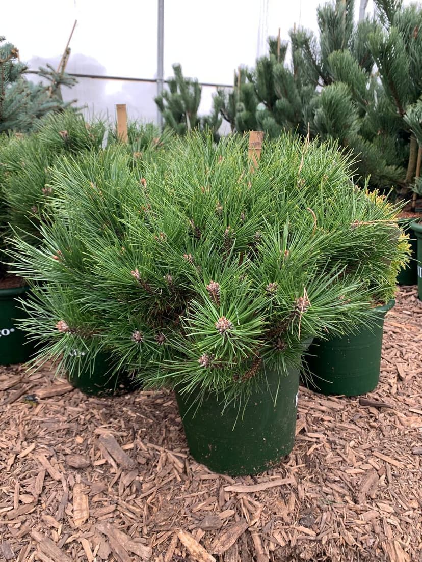 Сосна черная Бамбино