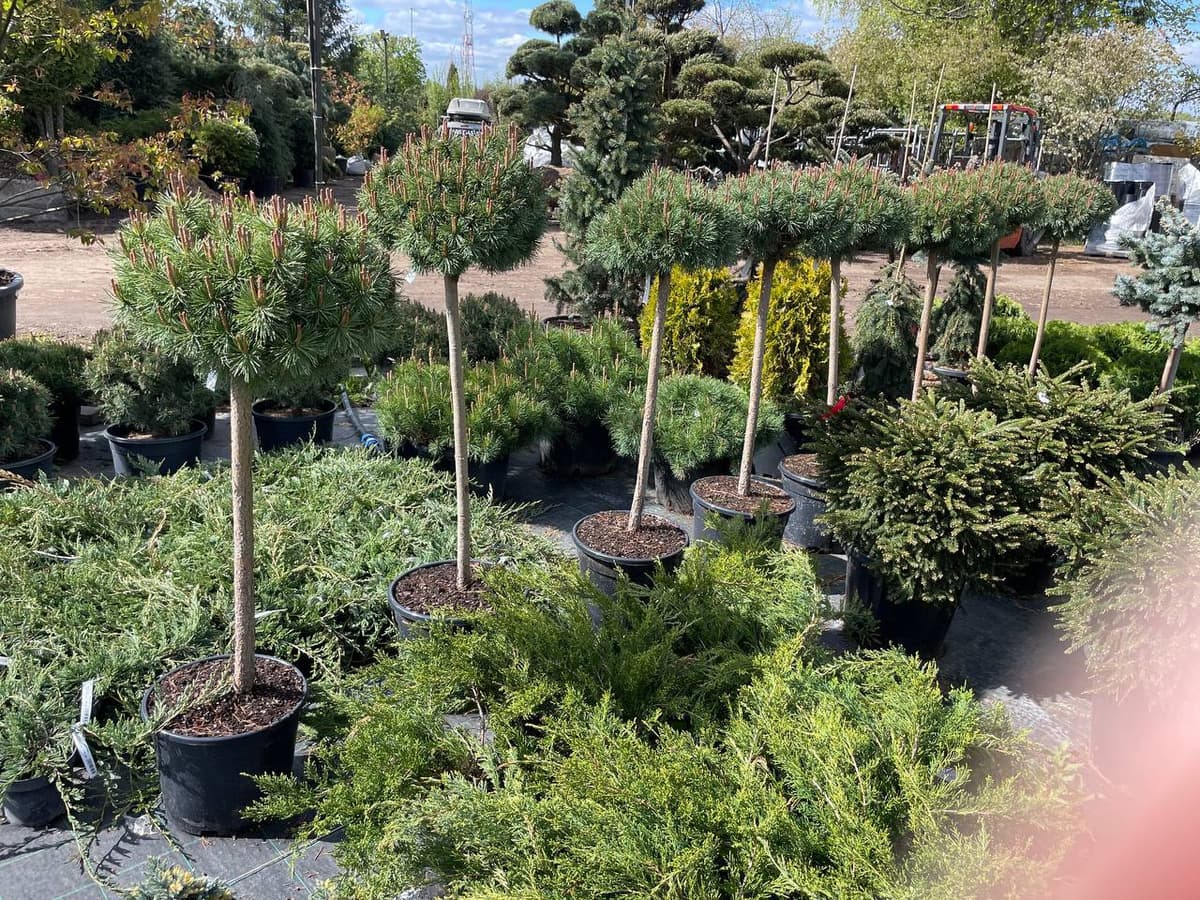 Сосна горная крючковатая Нана - изображение 1