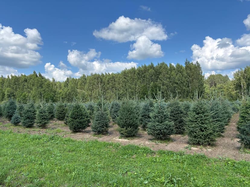 Ель канадская видовая