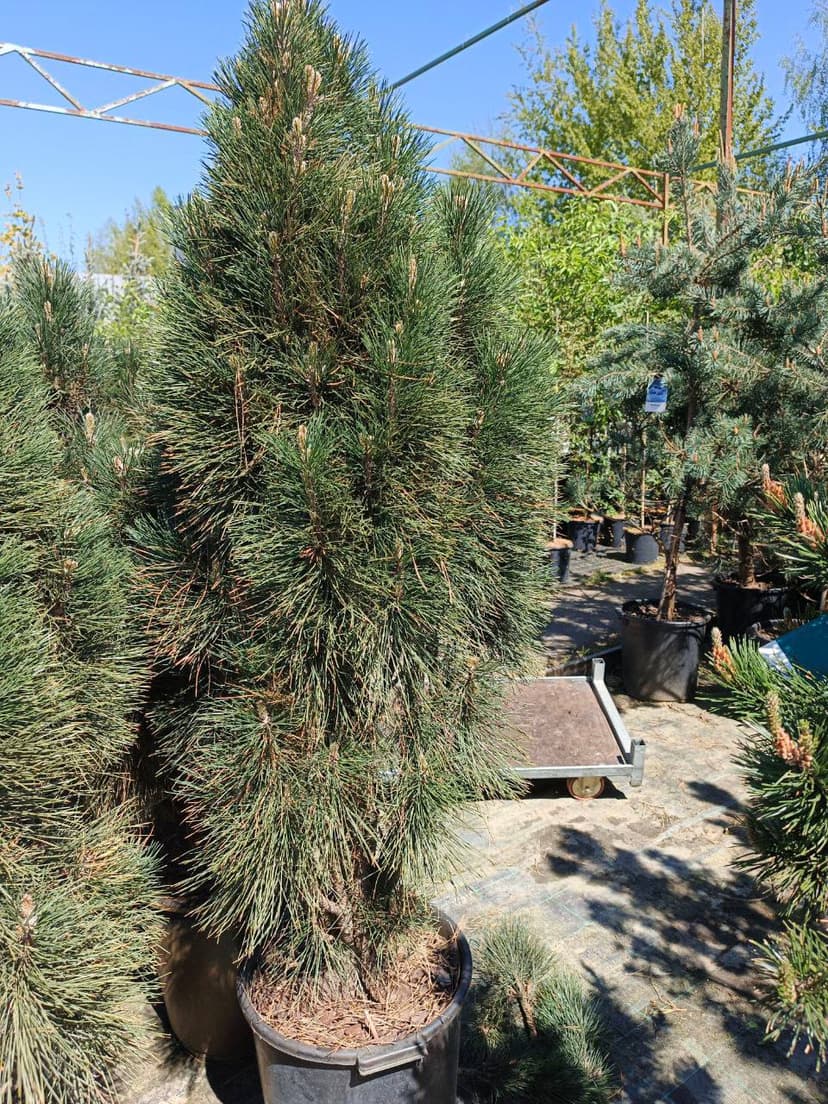 Сосна черная Грин Тауэр