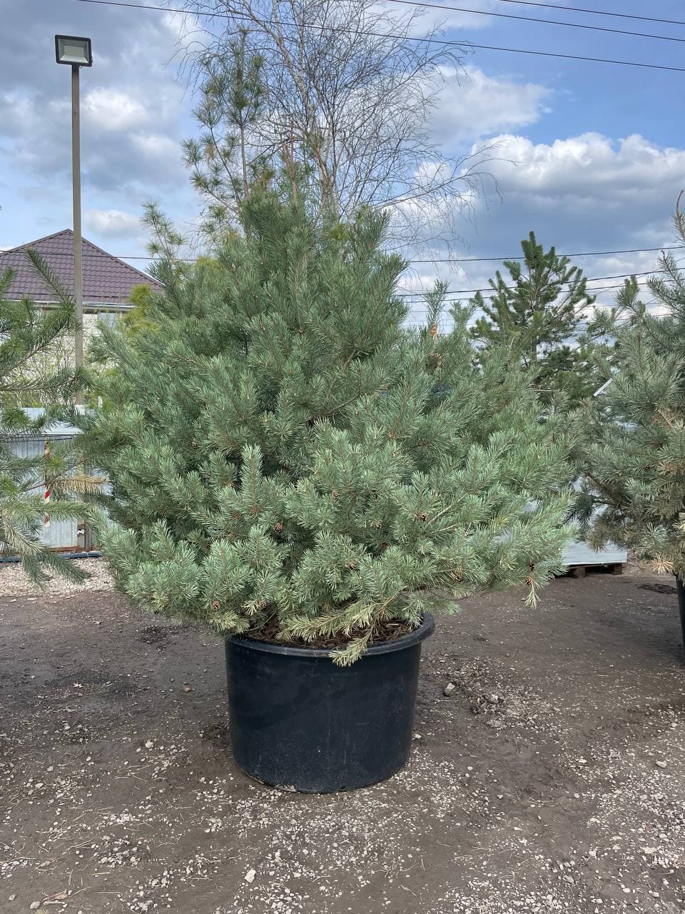 Сосна обыкновенная компакта селект - изображение 1