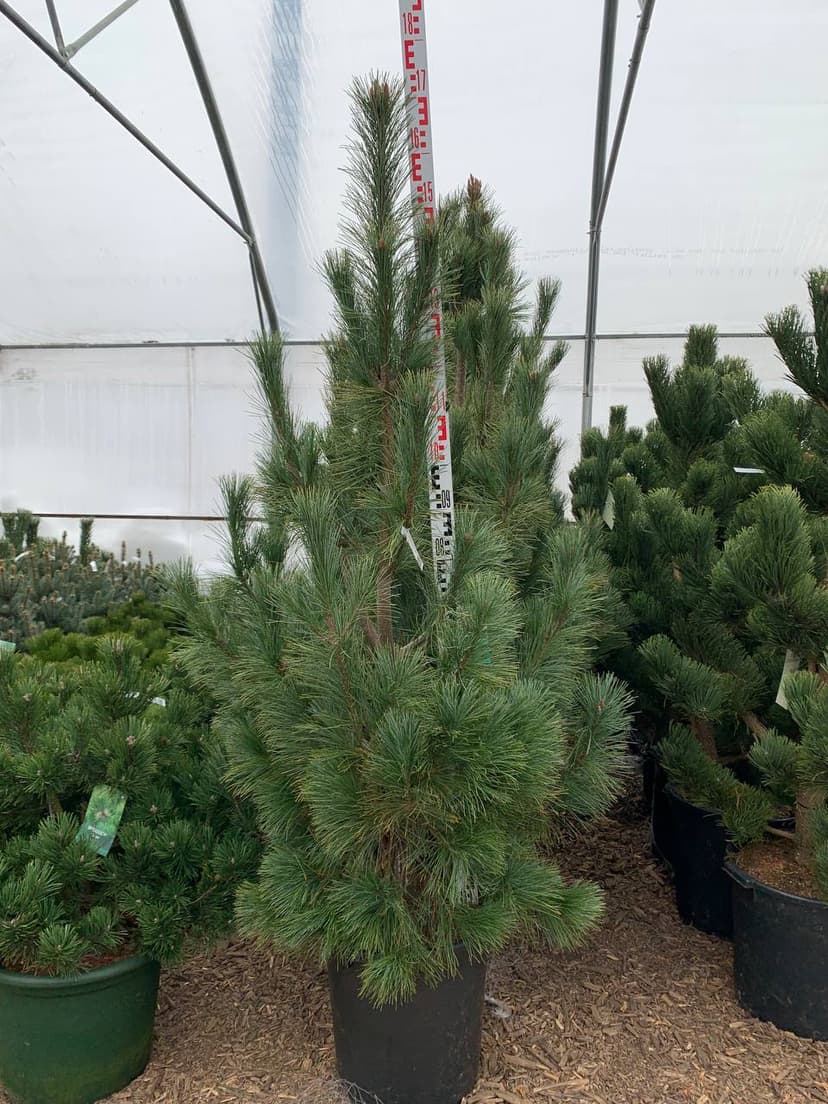 Сосна веймутова Амерленд